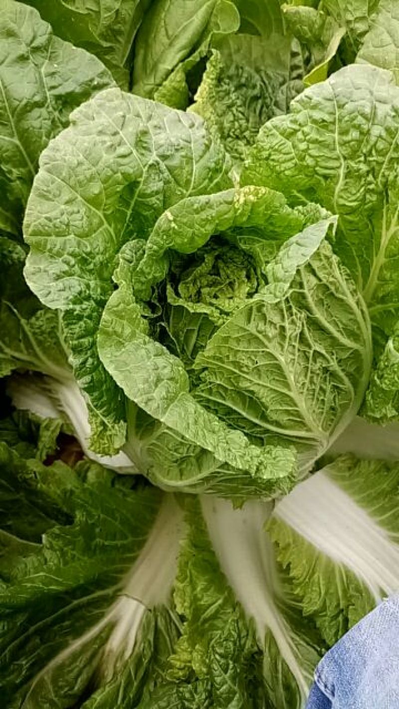 大白菜4~6斤毛菜