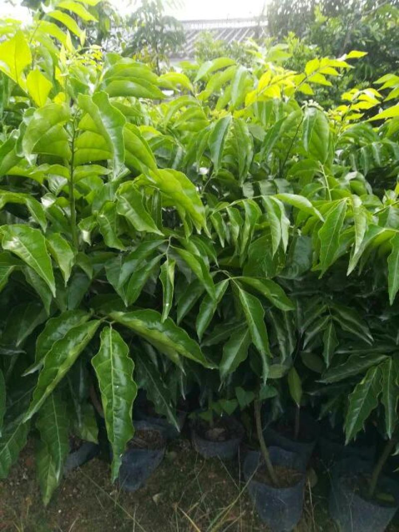 大鸡心黄皮果苗，可视频看货，一手货源，技术跟踪