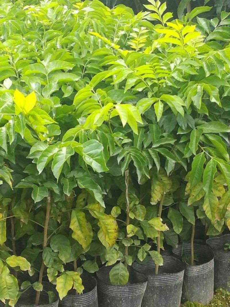 大鸡心黄皮果苗，可视频看货，一手货源，技术跟踪