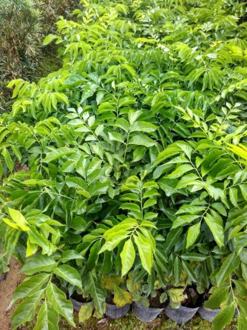 大鸡心黄皮果苗，可视频看货，一手货源，技术跟踪