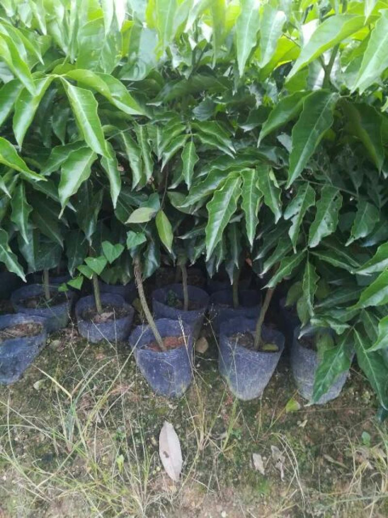 大鸡心黄皮果苗，可视频看货，一手货源，技术跟踪