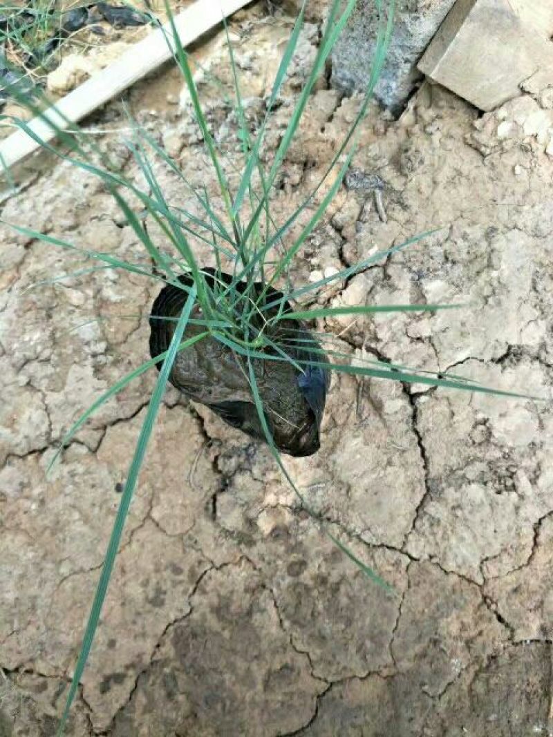 粉黛