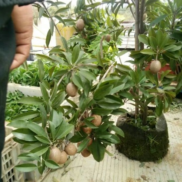 南北方种植，人心果苗。