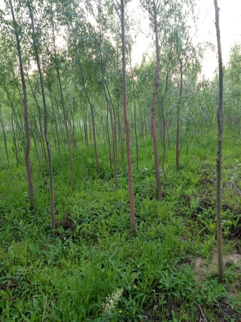 柳树种条2.5~3m