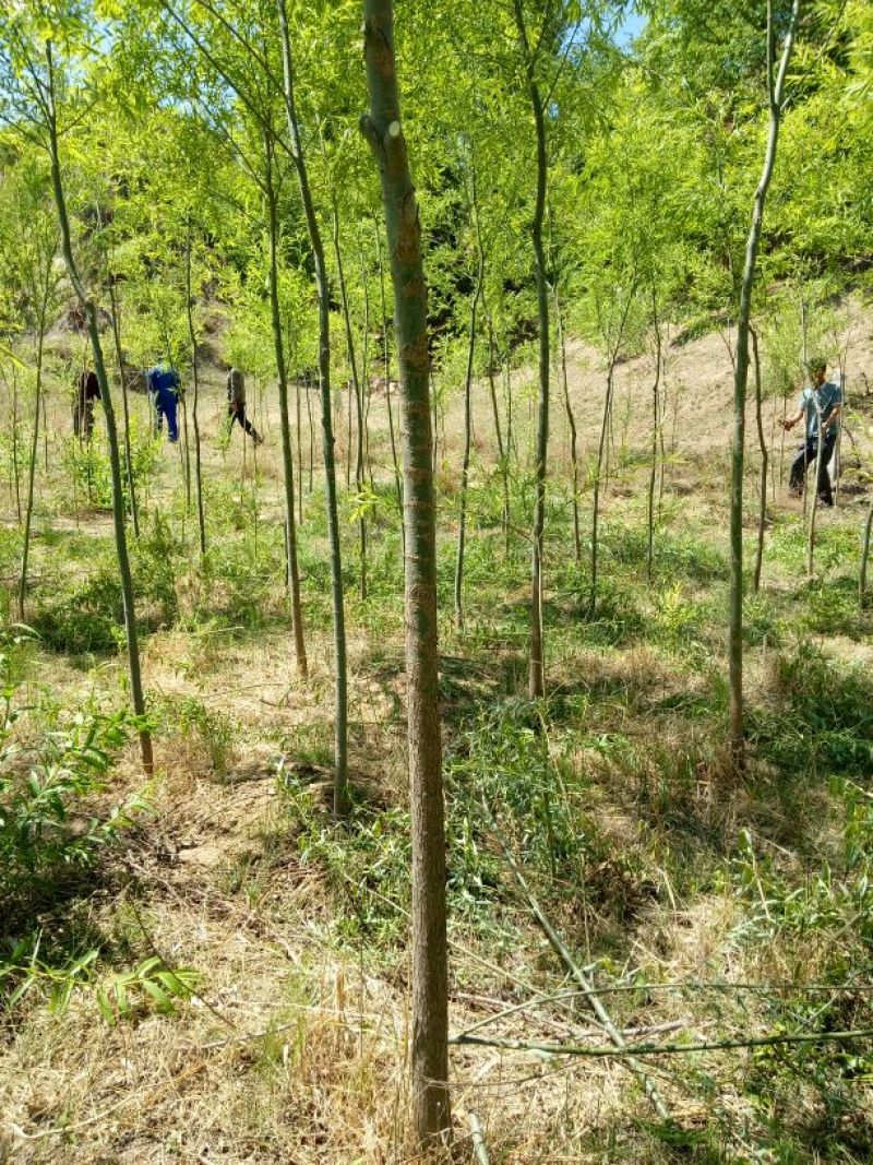 柳树种条2.5~3m