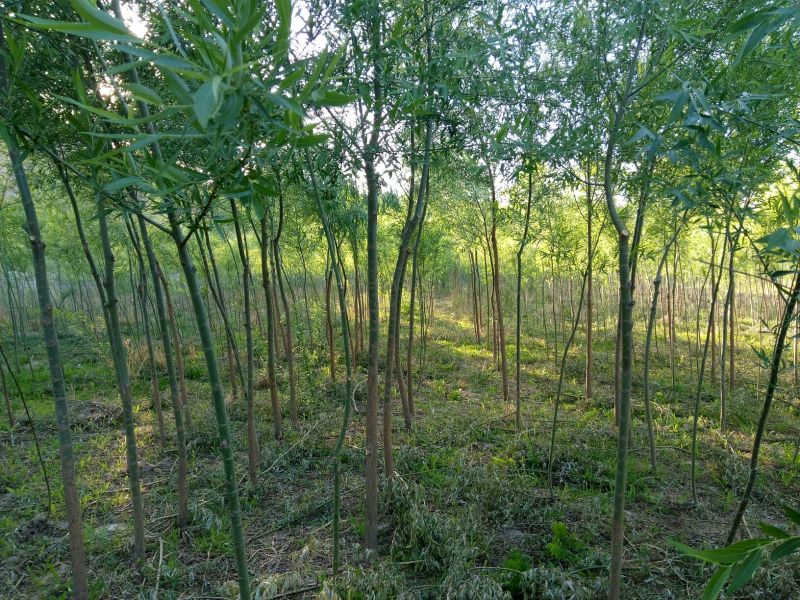 柳树种条2.5~3m