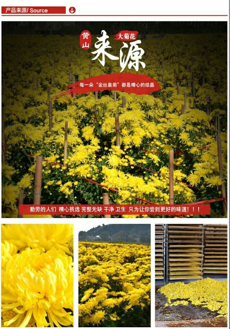 菊花茶特级