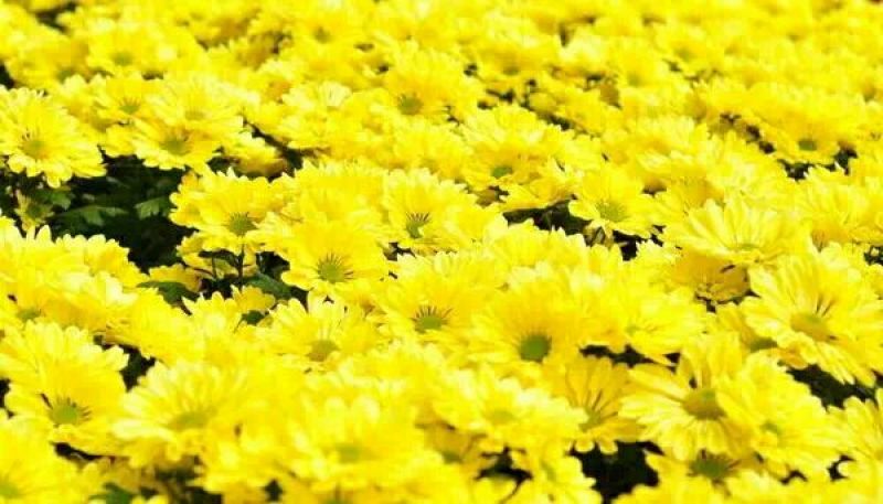 菊花茶特级