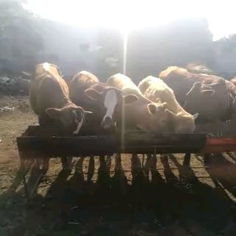 西门塔尔牛犊品种二级