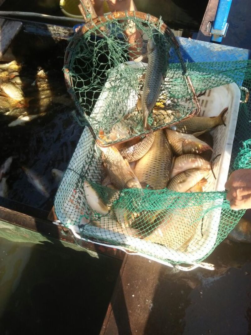 野鲤食用1~2公斤