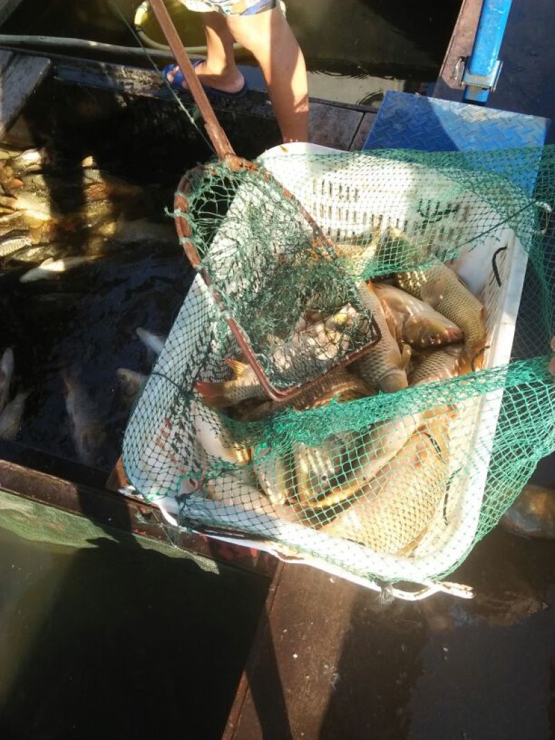 野鲤食用1~2公斤