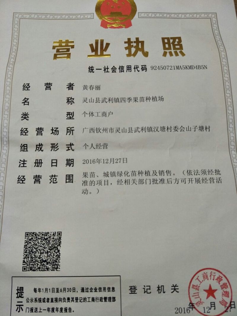 紫香1号百香果苗10~20cm