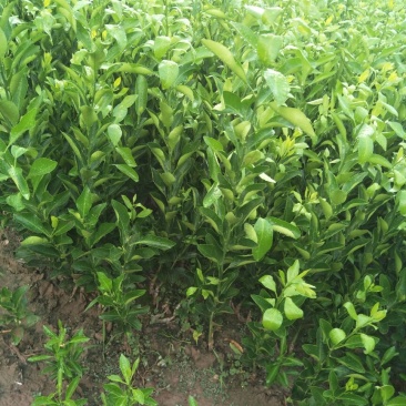 椪柑苗30~50cm