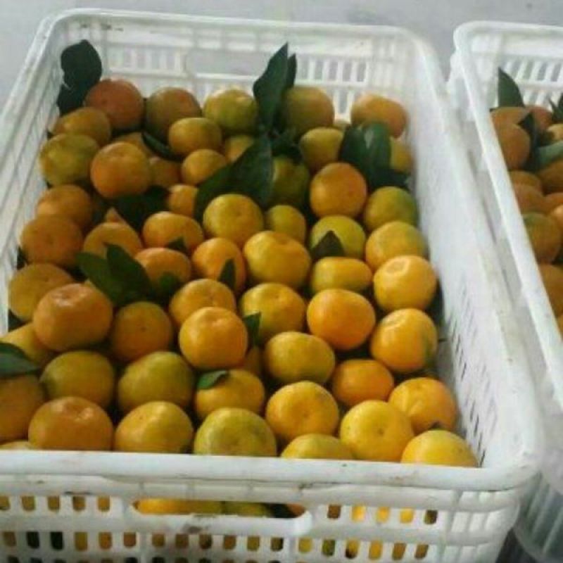 特早蜜桔/蜜橘物美价廉大量供应/品种多品质保证