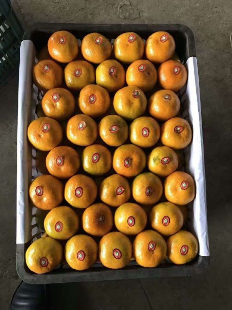 特早蜜桔/蜜橘物美价廉大量供应/品种多品质保证