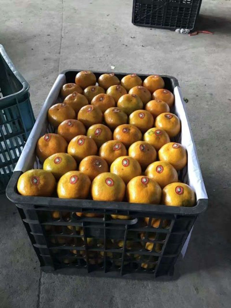 特早蜜桔/蜜橘物美价廉大量供应/品种多品质保证