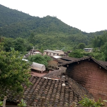 古树普洱茶老树普洱生态茶，春茶