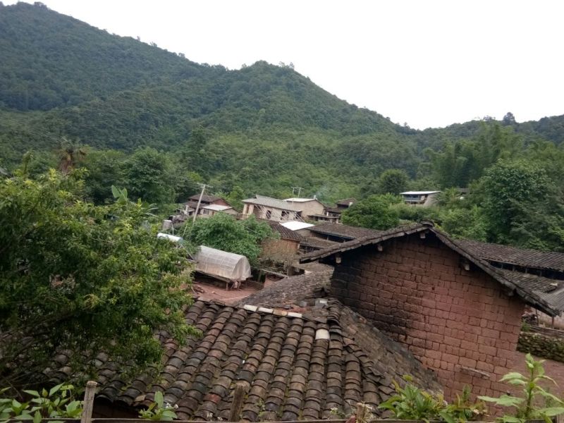古树普洱茶老树普洱生态茶，春茶