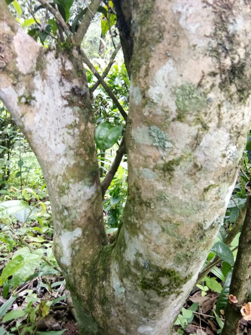 古树普洱茶老树普洱生态茶，春茶