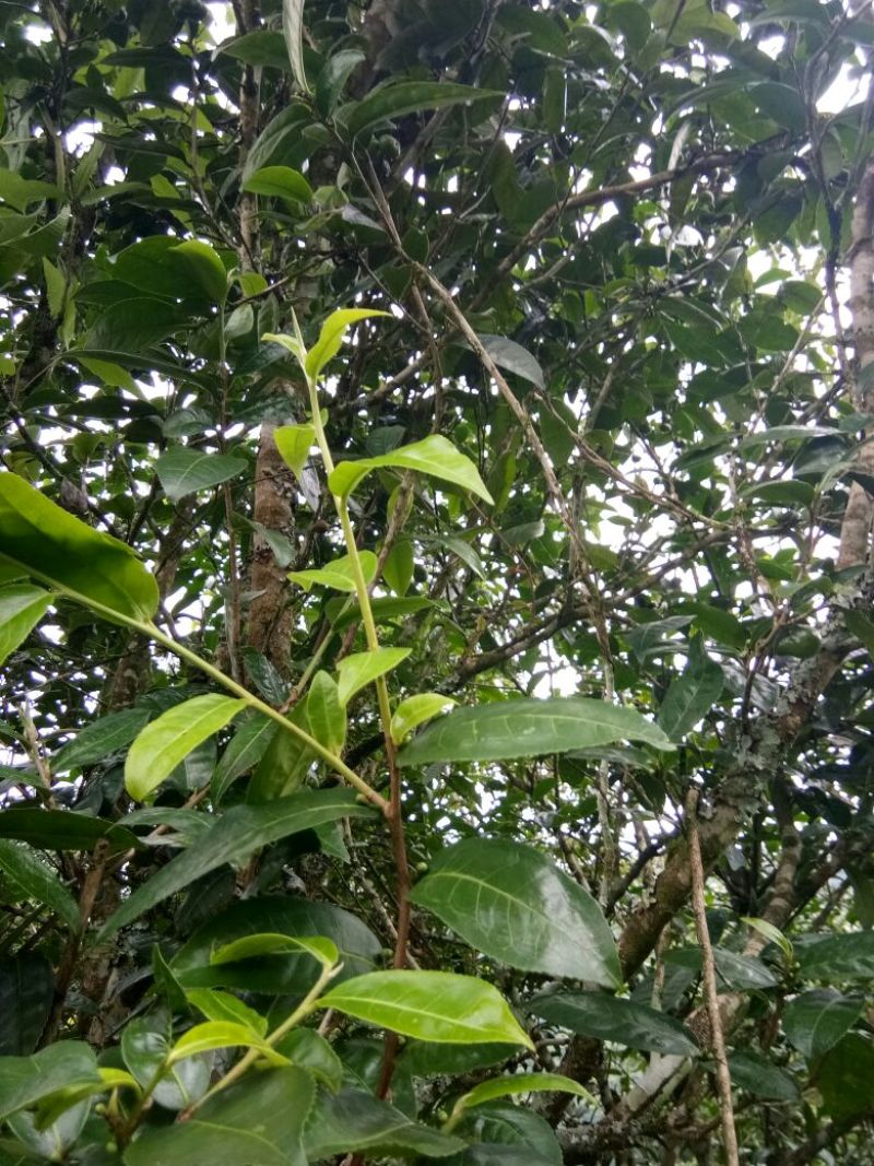 古树普洱茶老树普洱生态茶，春茶
