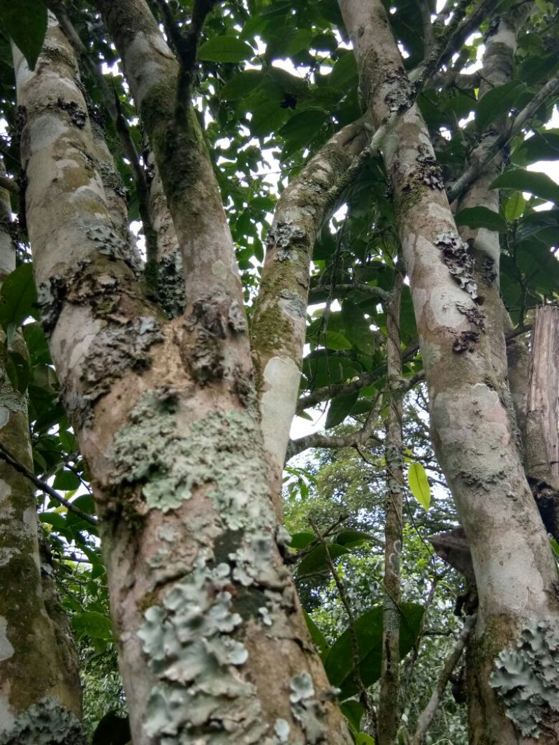 古树普洱茶老树普洱生态茶，春茶