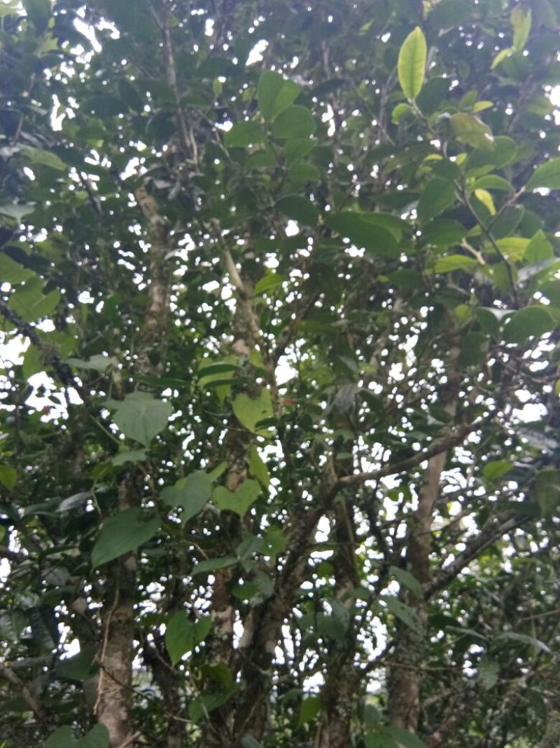 古树普洱茶老树普洱生态茶，春茶