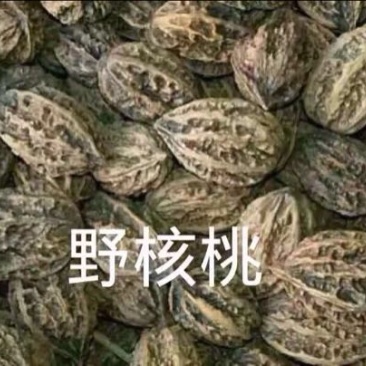 野生核桃