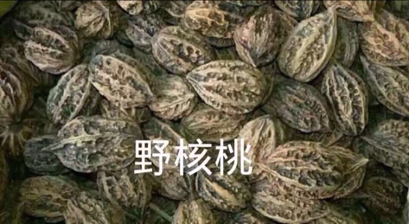 野生核桃