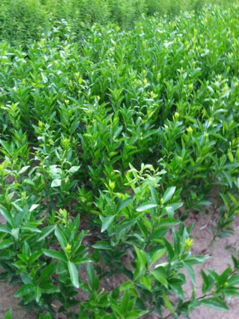 沃柑苗30~50cm