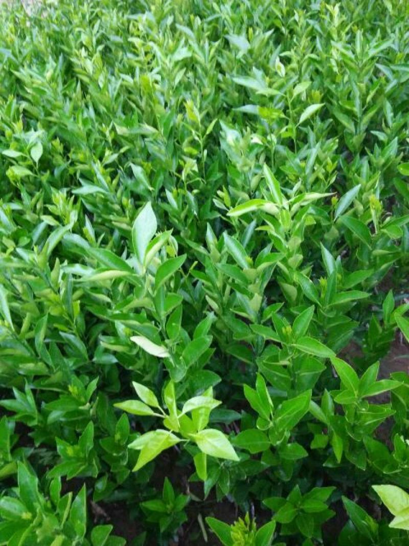 沃柑苗30~50cm