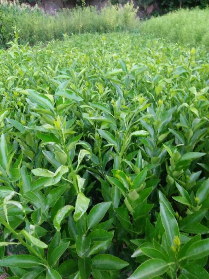 沃柑苗30~50cm