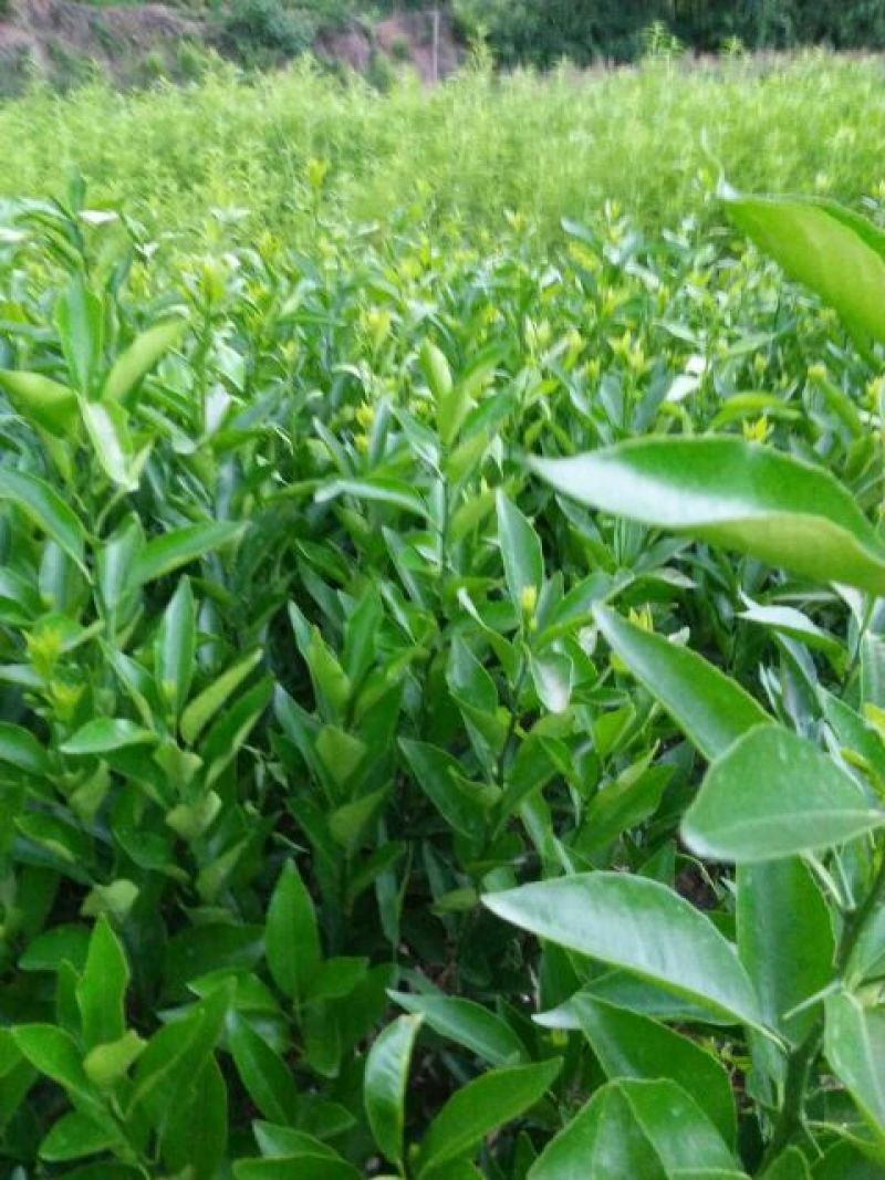 沃柑苗30~50cm