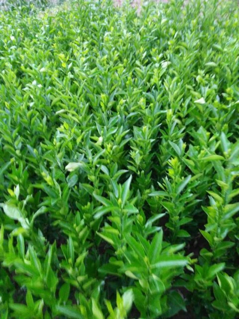 沃柑苗30~50cm