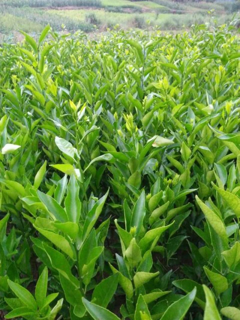 沃柑苗30~50cm
