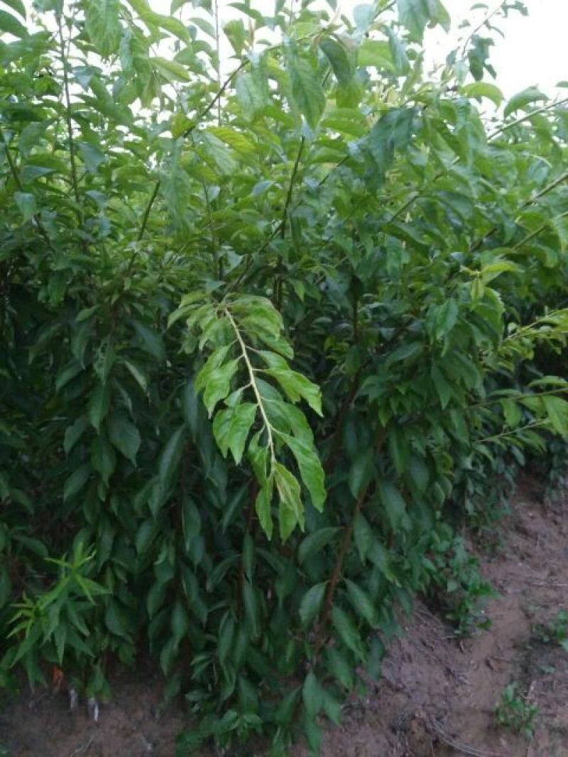 青脆李子苗50~100cm