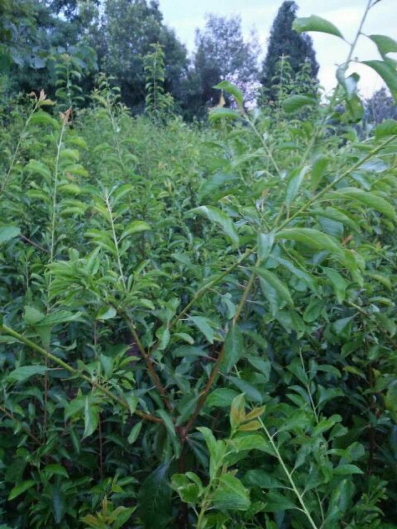 五月脆苗40~50cm
