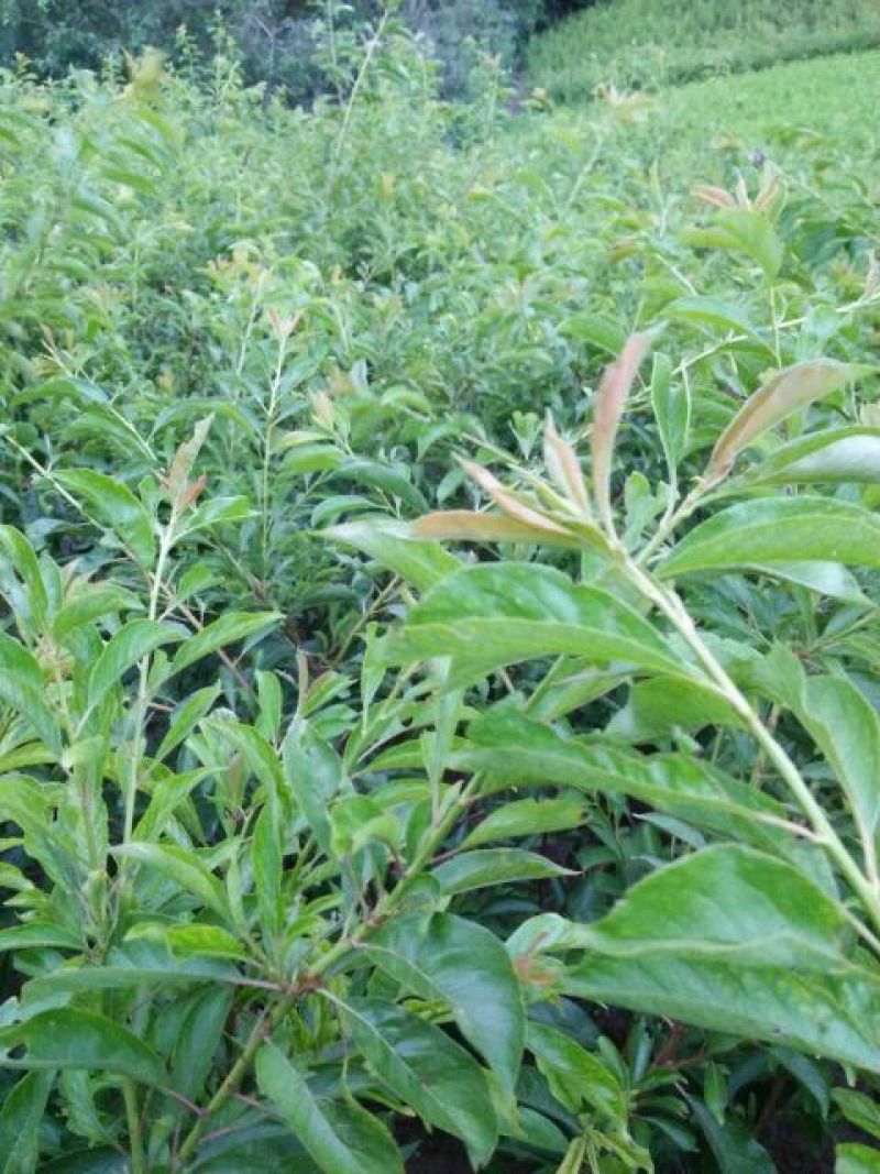 五月脆苗40~50cm