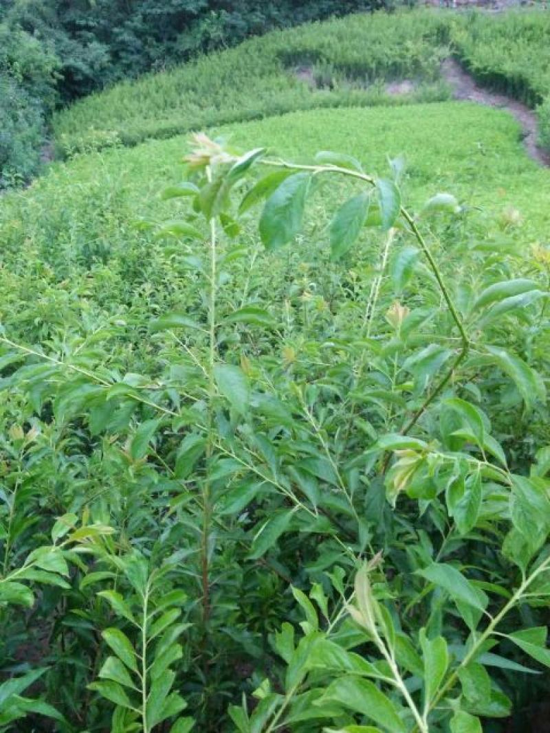 五月脆苗40~50cm