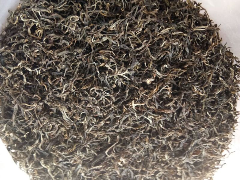 古树普洱茶老树普洱生态茶，春茶