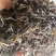 古树普洱茶老树普洱生态茶，春茶