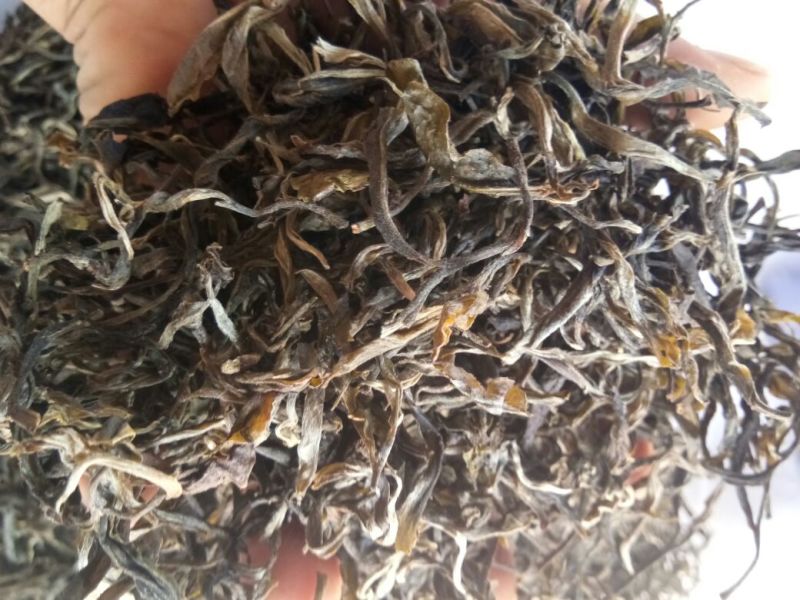 古树普洱茶老树普洱生态茶，春茶