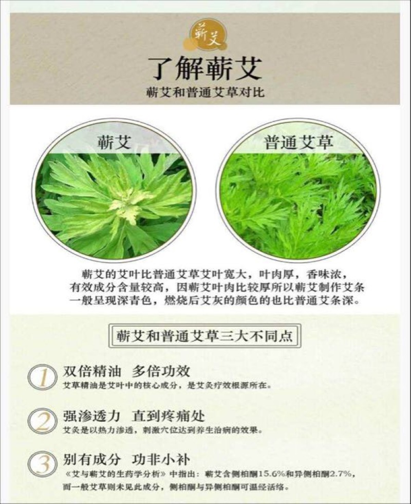 蕲艾