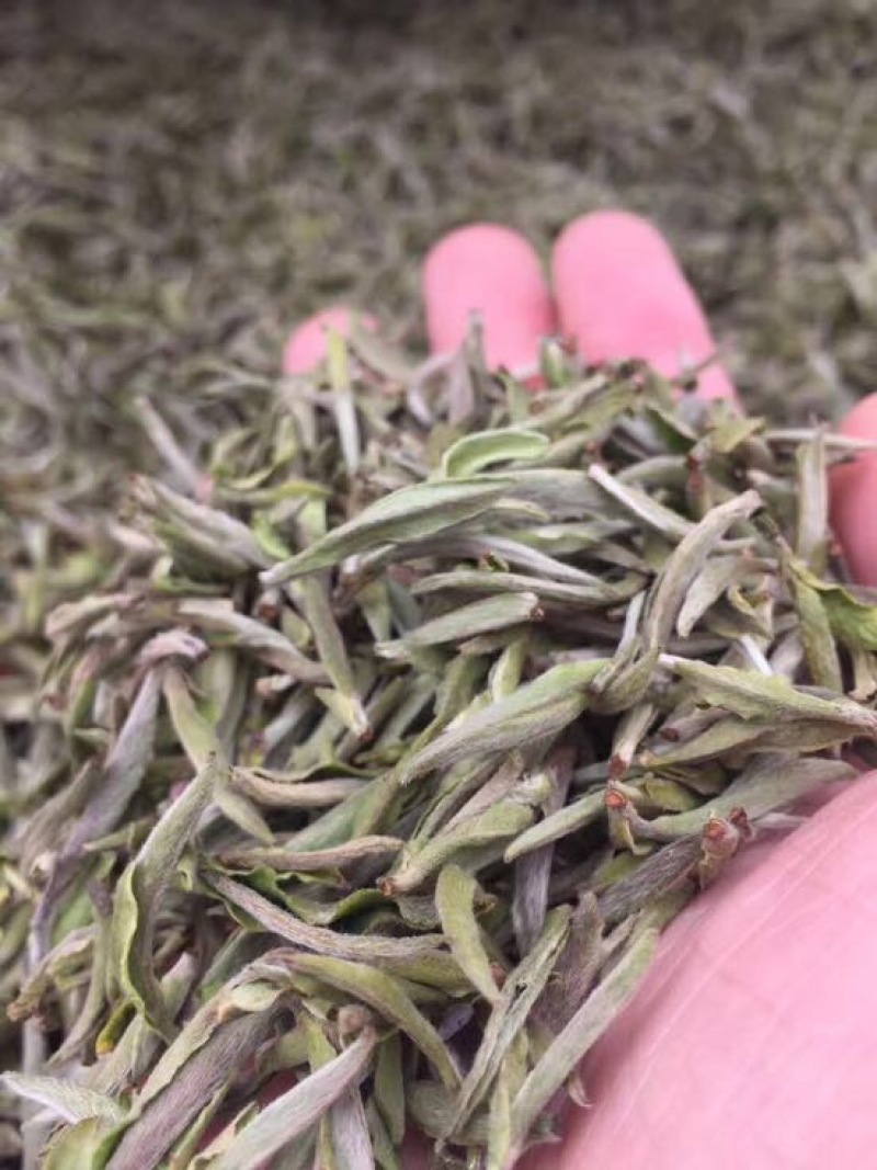 福鼎白茶一级