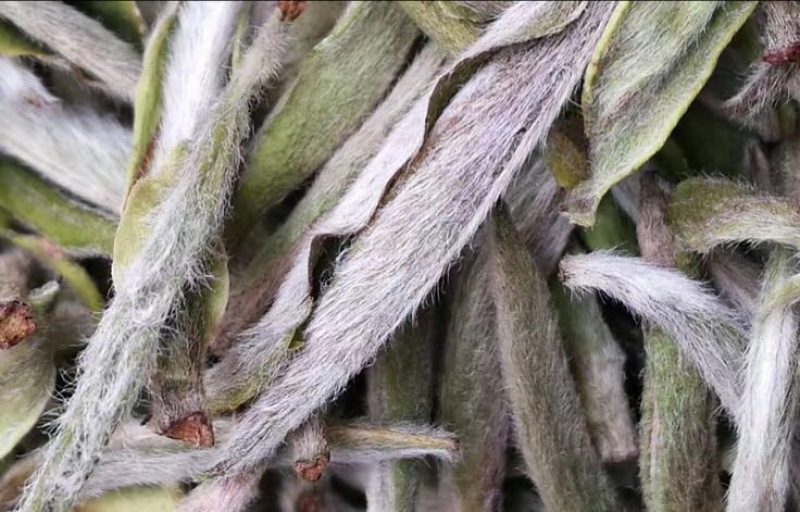 福鼎白茶一级