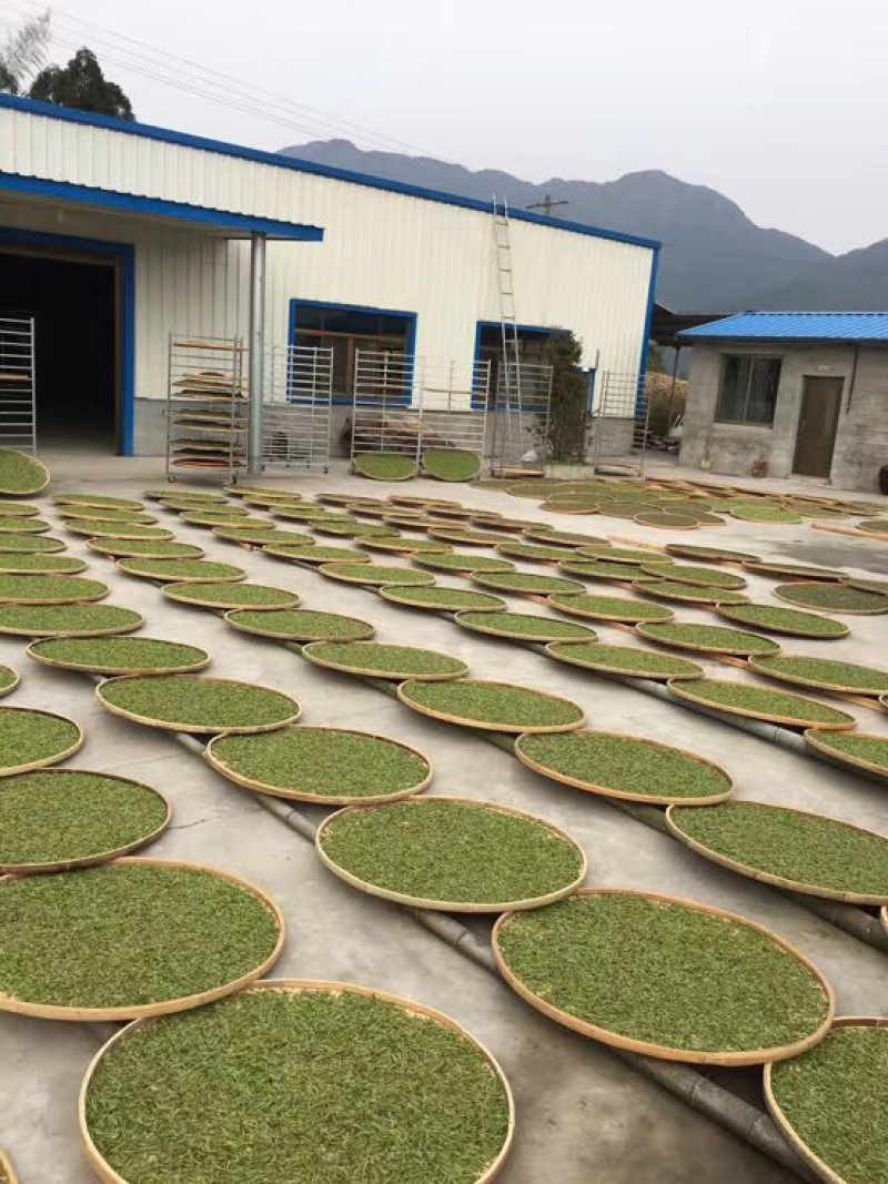 福鼎白茶一级