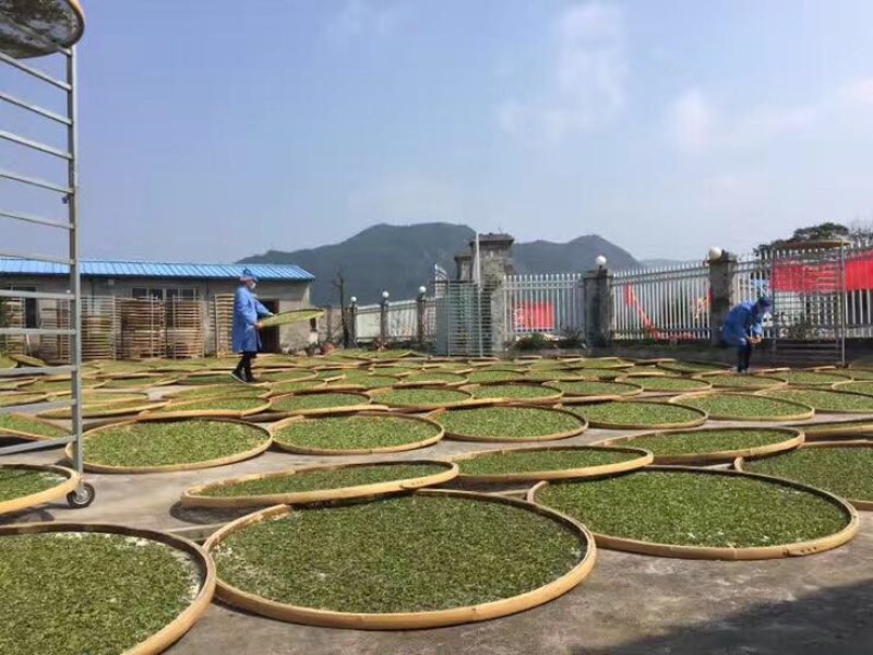 福鼎白茶一级