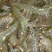 近缘新对虾食用活虾