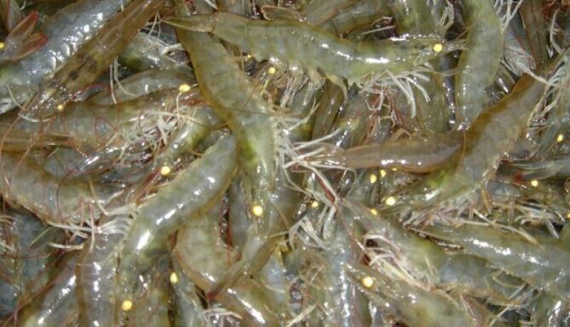 近缘新对虾食用活虾