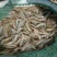 近缘新对虾食用活虾