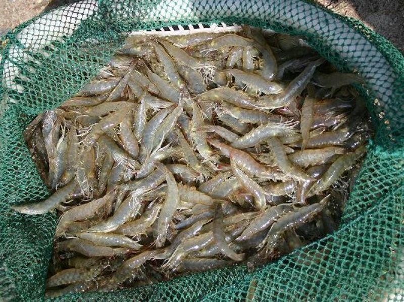近缘新对虾食用活虾
